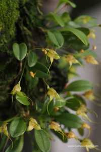 Мініатюрна орхідея Masdevallia nidifica yellow