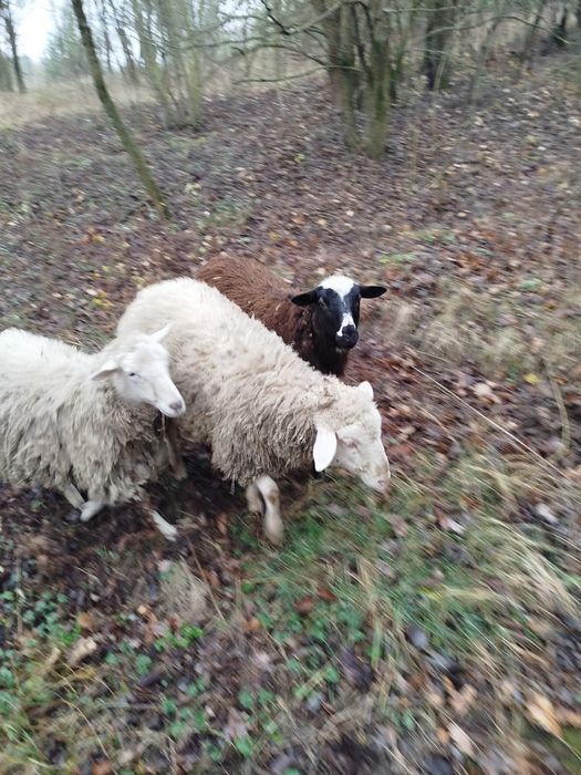 Продаю баранів .