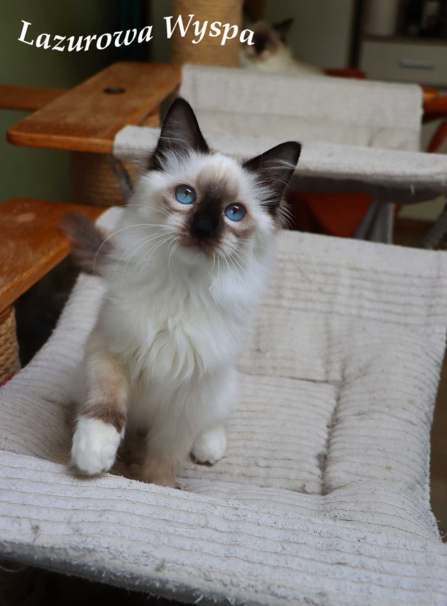 Eleonora ragdoll z Lazurowej Wyspy.