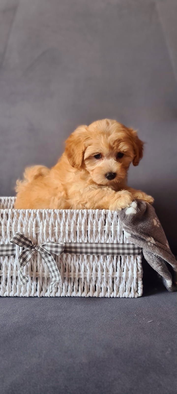 Śliczny piesek Maltipoo