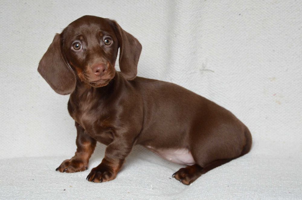 Jamnik czekoladowy - suczka