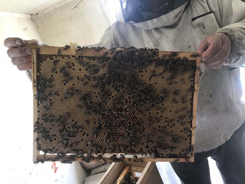 Плідні матки, бджолопакети 2025, пчелопакеты, пчелосемьи бакфаст