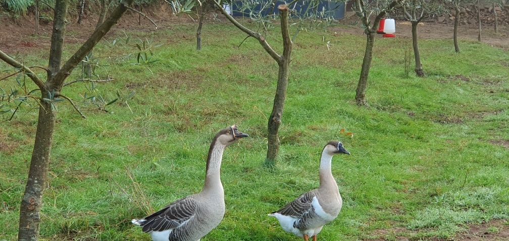 Ovos caseiros galinhas