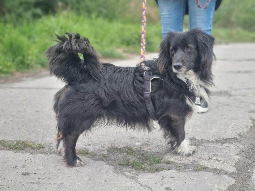 Mufinek, mały piesek ze schroniska