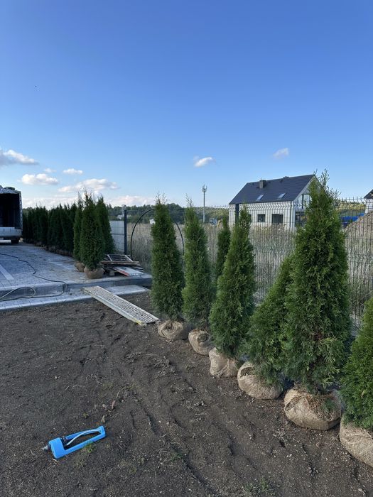 Tuja tuje szmaragdy SADZENIE transport PRODUCENT