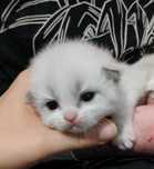 Ragdoll blue bicolor do rezerwacji