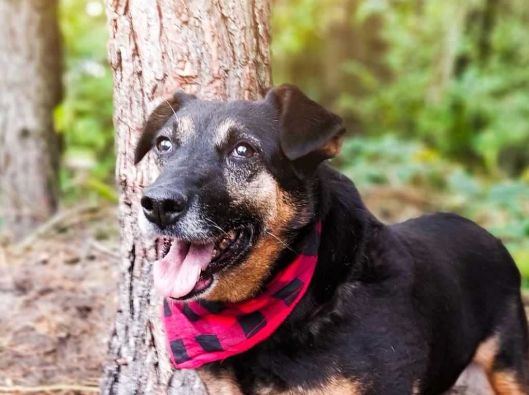 Doris kochająca człowieka sunia szuka cudownego domu!!!