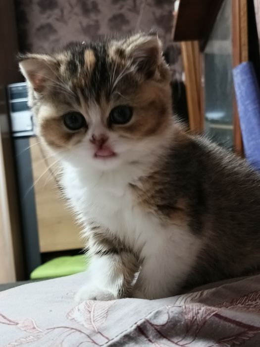 Котята шотландские