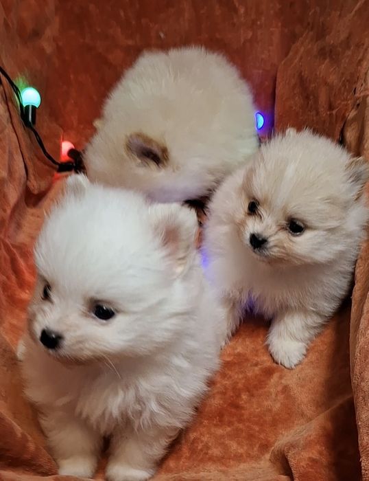 Малюки на долоню! Мiнi-хлопчики, здоровi шпiцулi шукають родини!