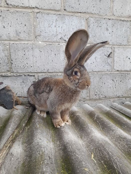 Sprzedam młodą samice belga