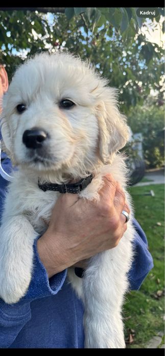 Golden retriever piesek