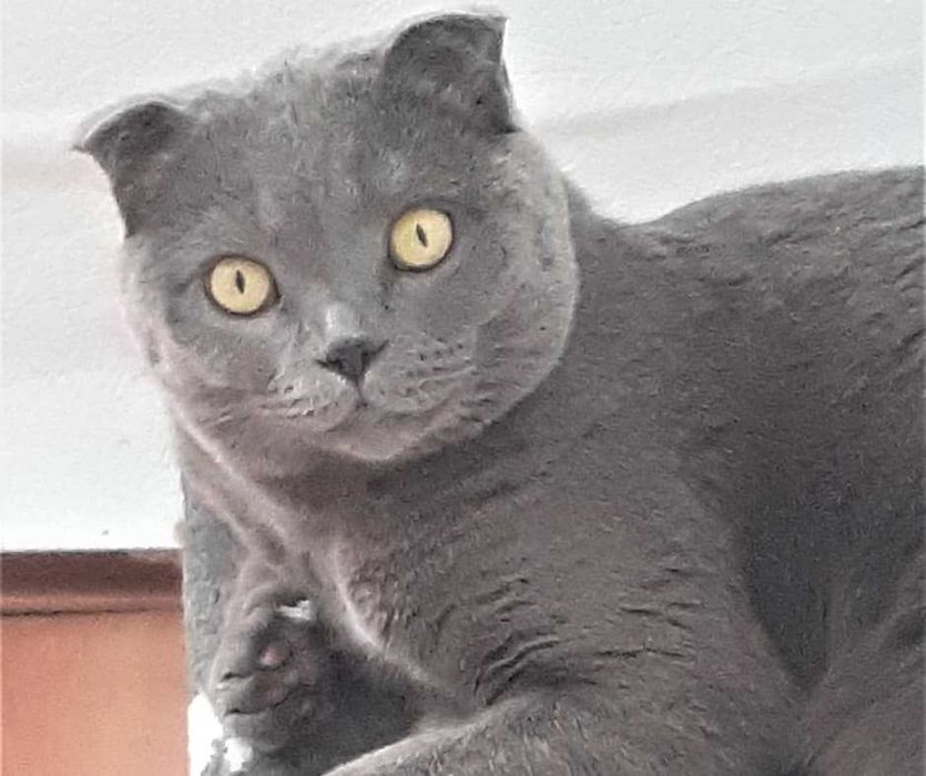 Комфортна перетримка котів у приватному секторі Голосієва