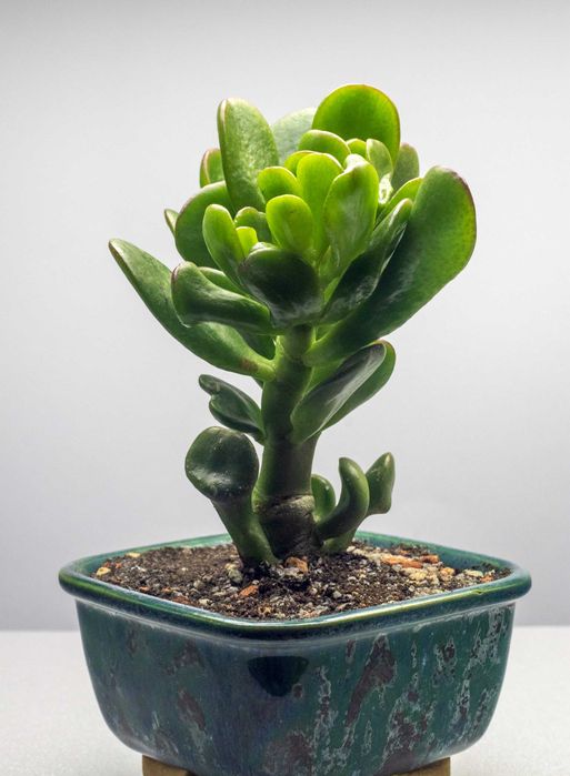 Крассула Horrum. Денежное дерево Хорум. Толстянка редкий вид