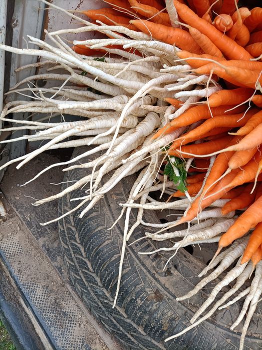 Ziemniaki Lord i inne warzywa