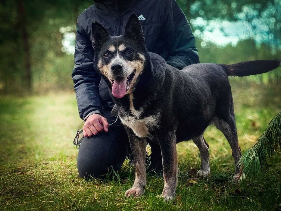 Angel - cudowna psia przyjaciółka