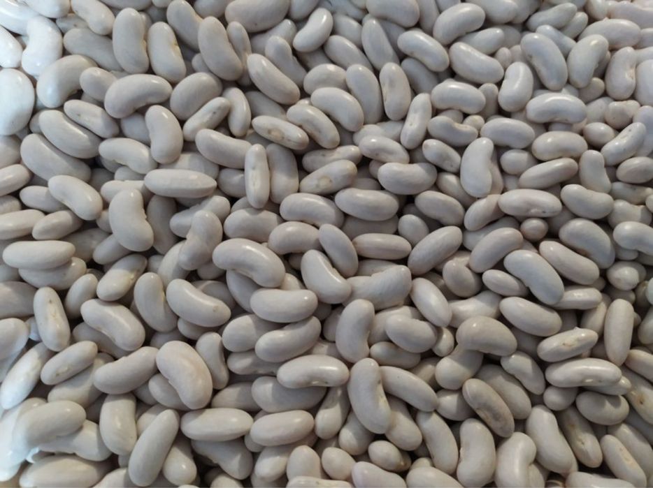 Квасоля ласточка ,скарлет,червона томатна,біла довга ,біла плоска