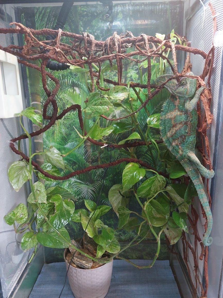 Terrarium dla kameleona z osprzętem