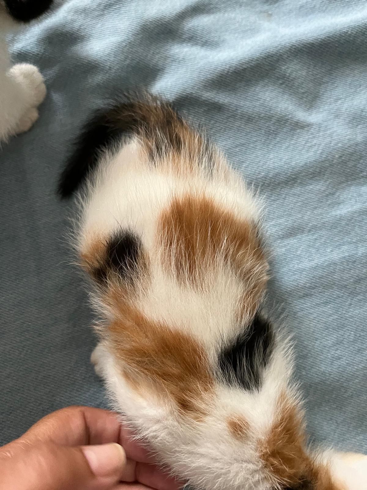Gatos meigos para dar