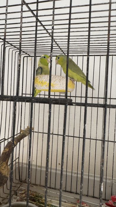 Vendo o meu plantel de aves