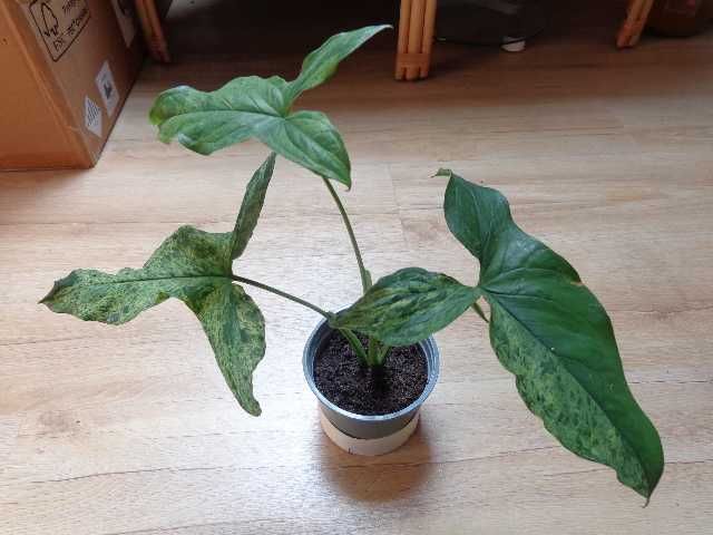 Syngonium Mottled - marmurkowa,kolekcjonerska