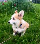 Welsh Corgi Pembroke suczka rudo- biała Natural Bobtail- bez ogonka