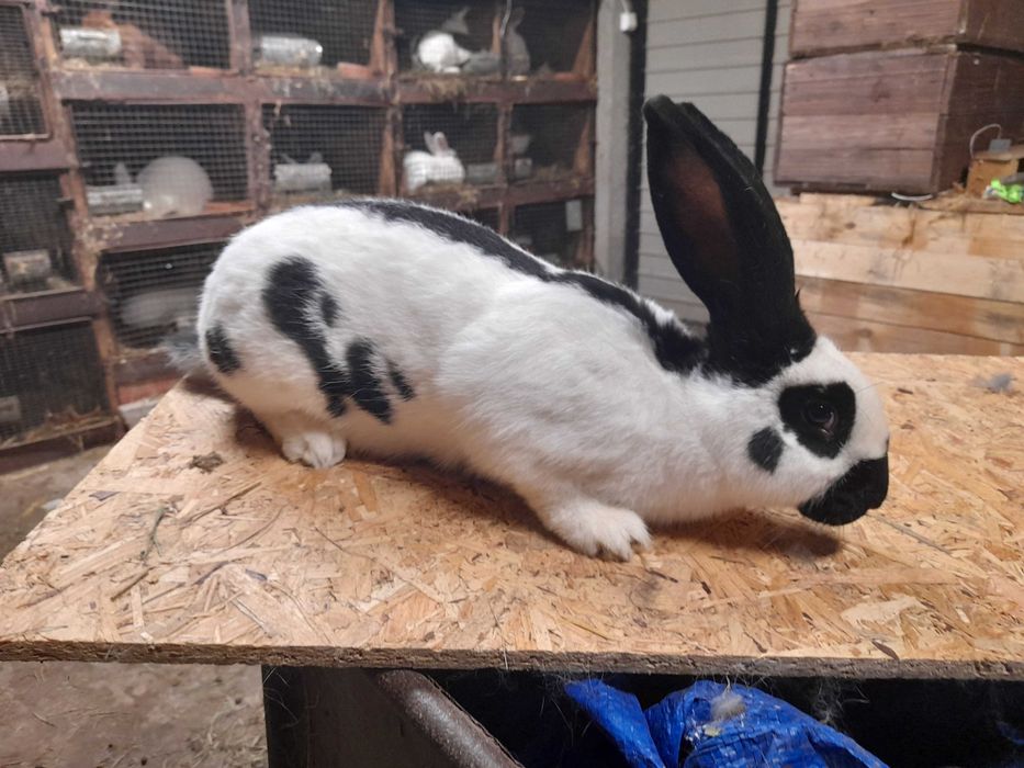 Olbrzym Srokacz Niemiecki