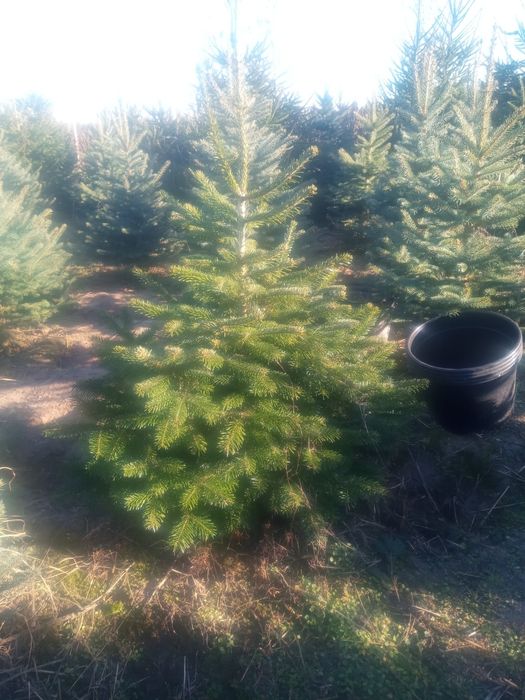 CHOINKI _Świerk srebrny_Jodla KAUKASKA w doniczkach oraz tuje SZMARAGD