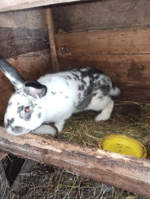 Продам молодих кроликів