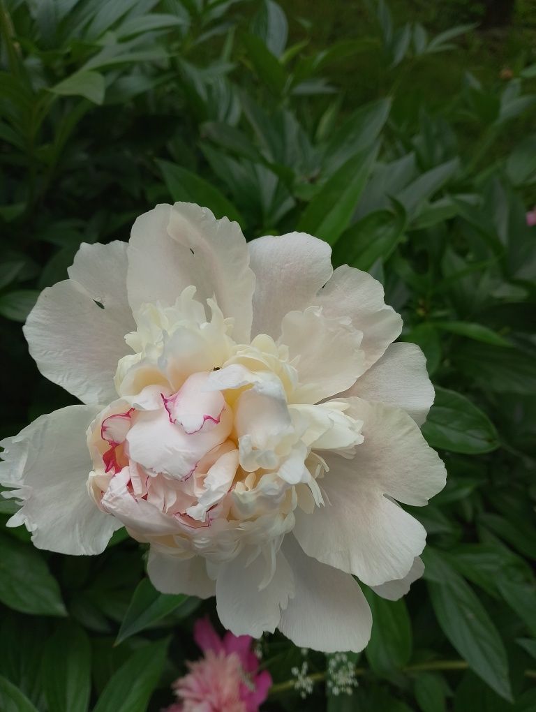 Peonie bordowe białe i różowe