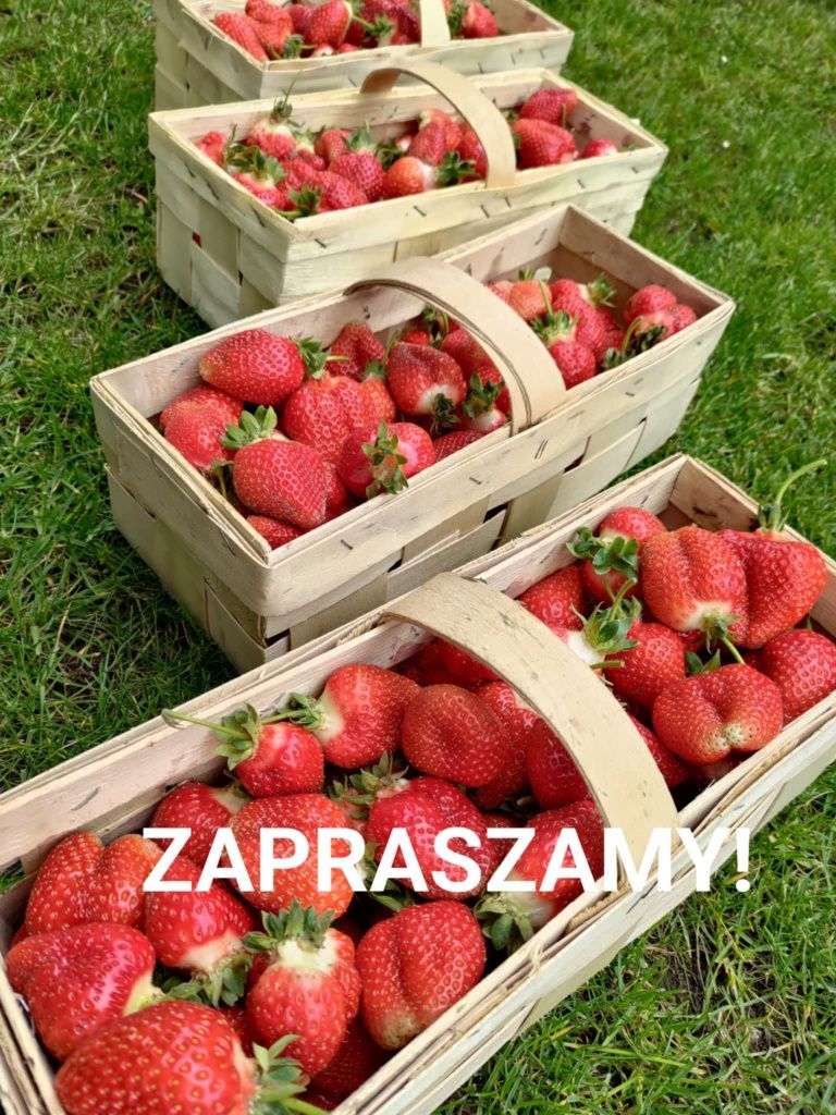 Sadzonki truskawek, flance.