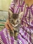 Dou gatinhos bebes