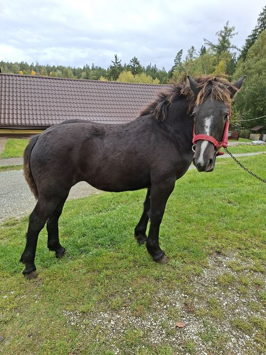 Sprzedam zrebice zimnokrwistom