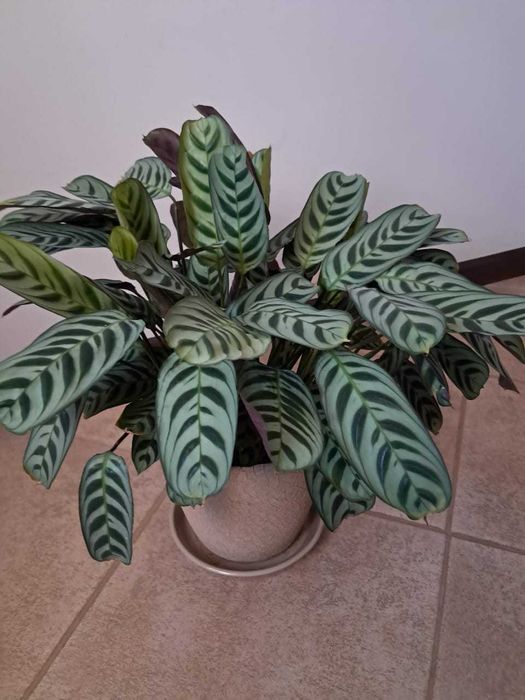 Калатея в горшку