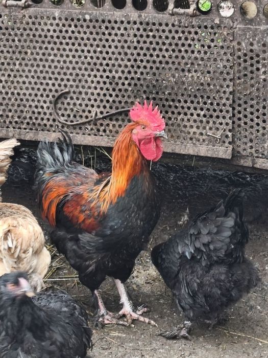 Продам чистопорідного півня Чорно мідного Марана.