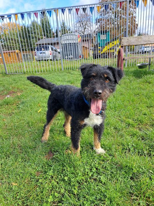 Mix niemiecki terier myśliwski do adopcji