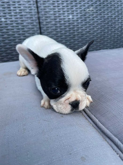 Bulldog Francês Pied Exotic macho