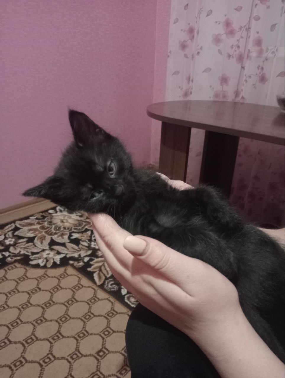 Віддамо в добрі руки гарненьких кошенят