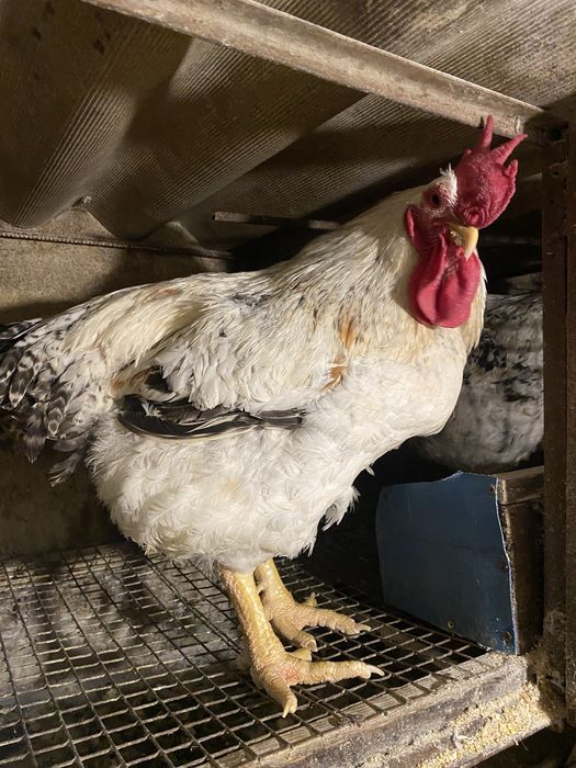 Півники домашні адлер сріблястий