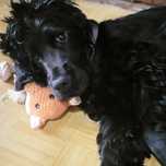 Cocer Spaniel oddam za darmo