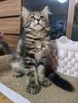 Maine coon kotka
