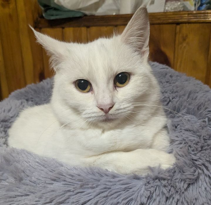 Киці і котик  у добрі руки