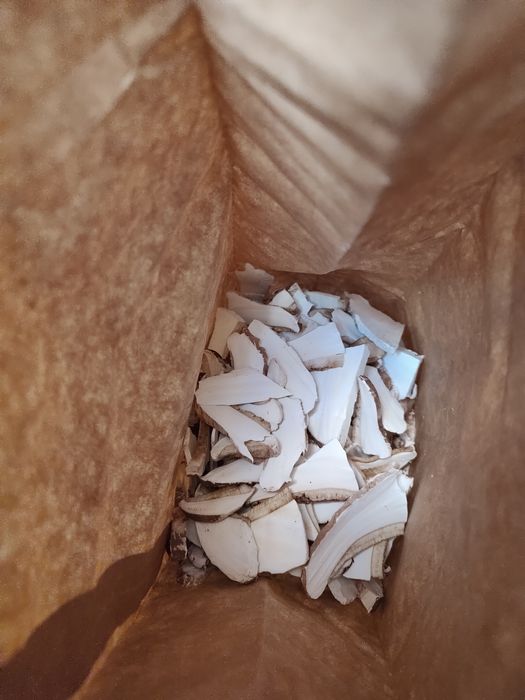 Białoporek brzozowy suszony