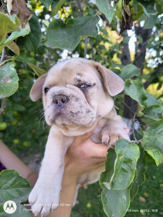 Голубоока дівчинка