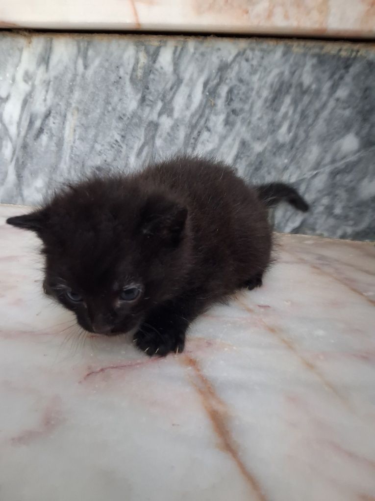 Gatinho com 4 semanas