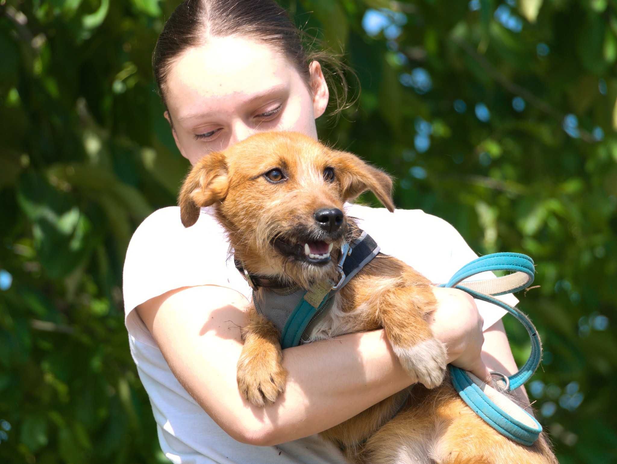 Simba - malutki, milutki, szorstkowłosy psiak do adopcji.