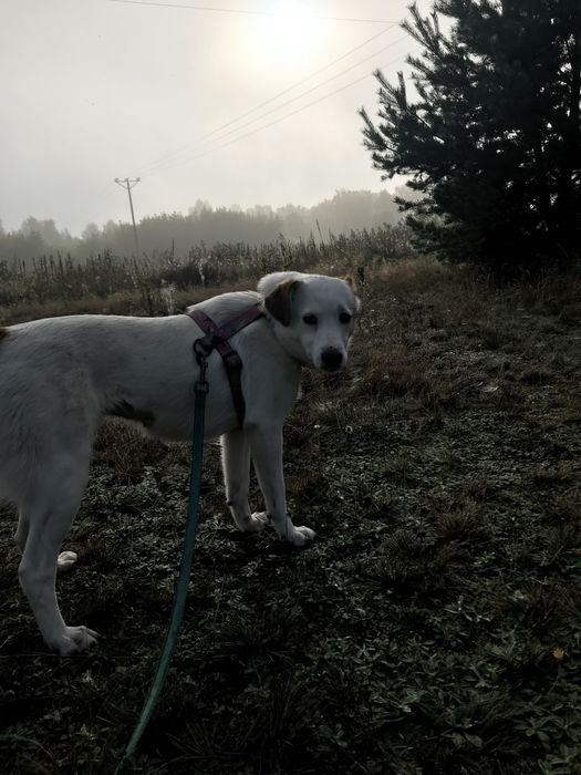 Delikatna piękność czyli Kimczi poleca się do adopcji
