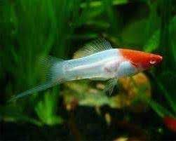 GB Mieczyk KOI Xiphophorus helleri Koi