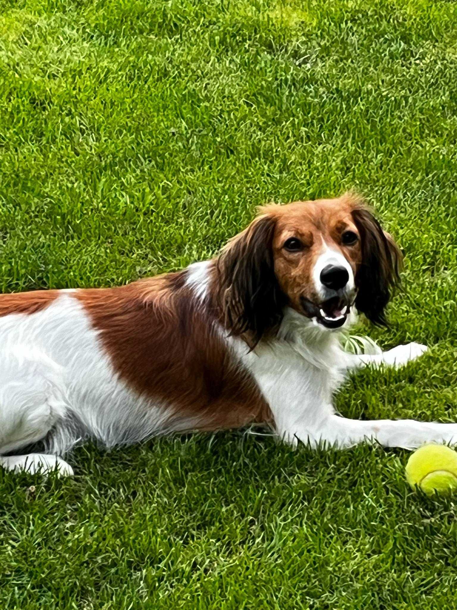 Kooikerhondje Płochacz holenderski FCI - piesek