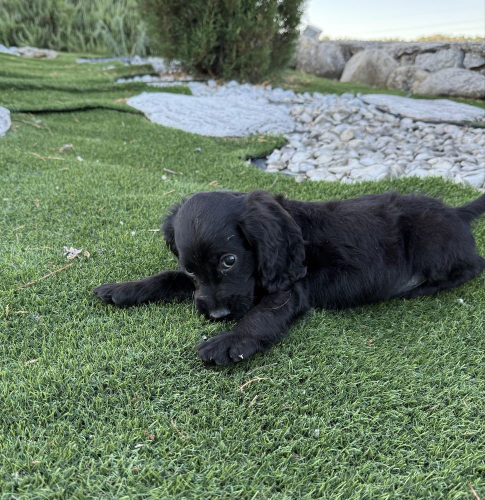 Cocker spaniel  menina