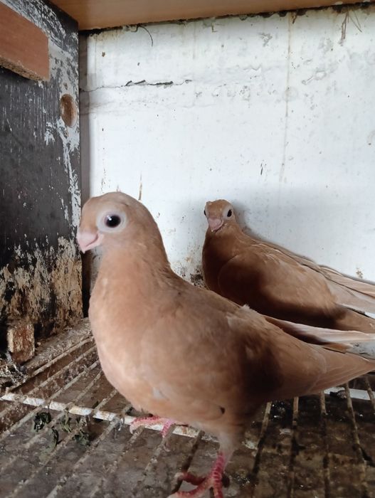 Sprzedam młode brodawczaki